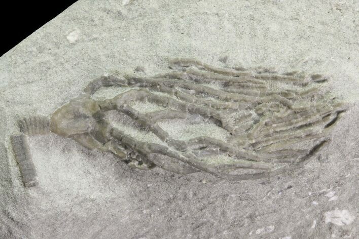 Bargain, Cyathocrinites Crinoid Fossil - Crawfordsville, Indiana #68483